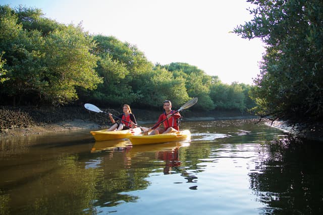 Mangrove Kayaking