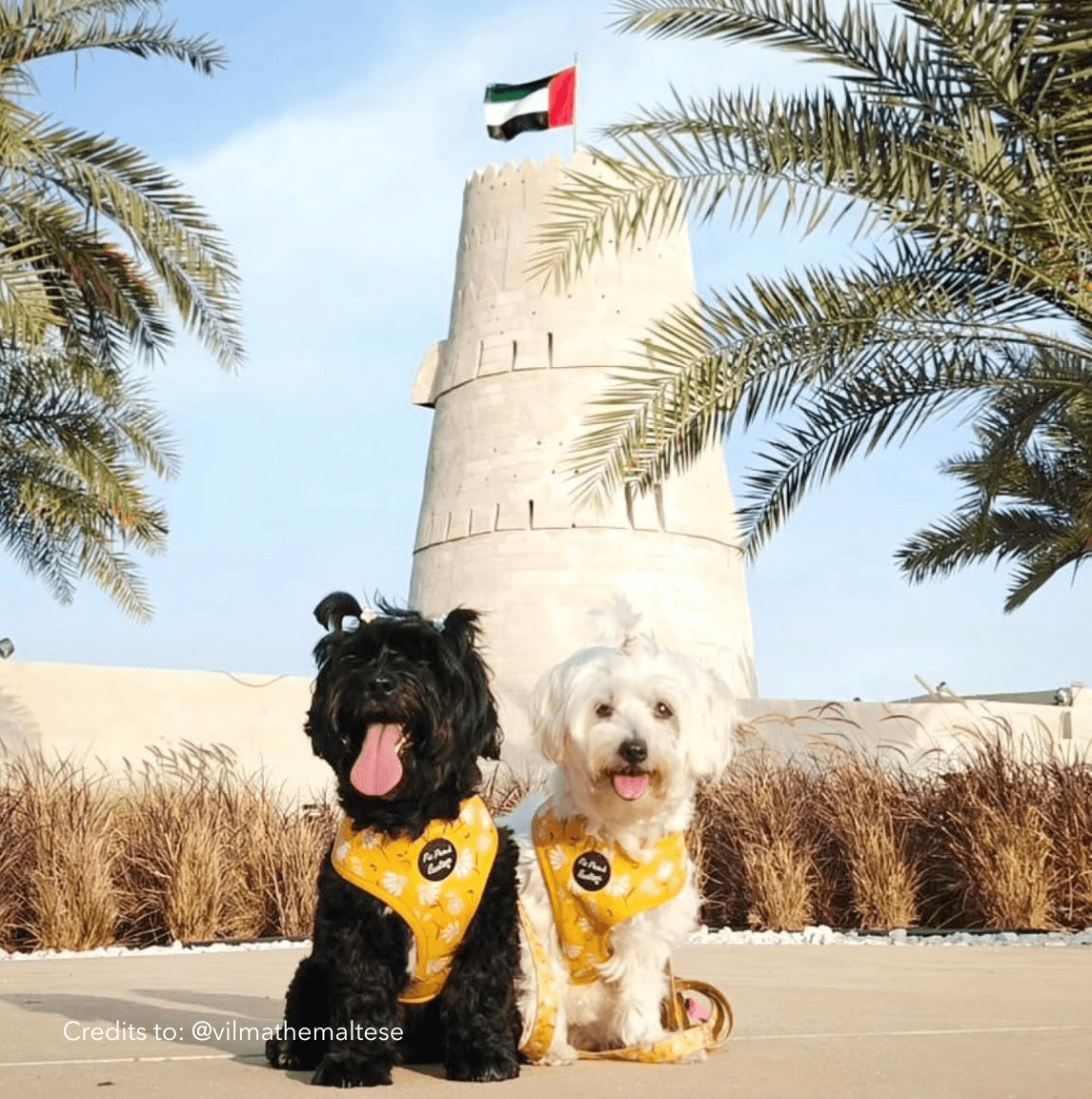 AJAH Through Your Eyes — photograph by Vilma the Maltese